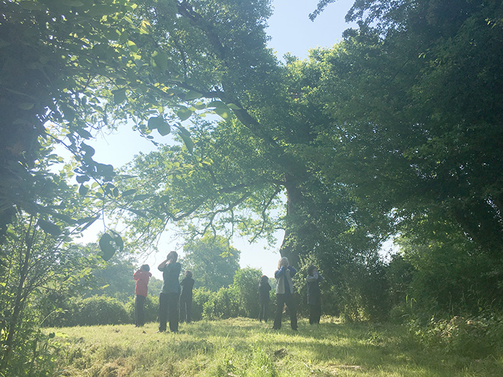 groupe de pratique de l'Art du chi - Tai Chi et Qi gong - sous un grans chêne